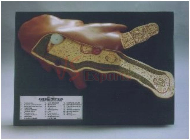 AMOEBA PROTEUS
